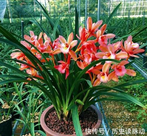 新手养兰花,牢记三句顺口溜,花开多姿又艳丽,非常漂亮