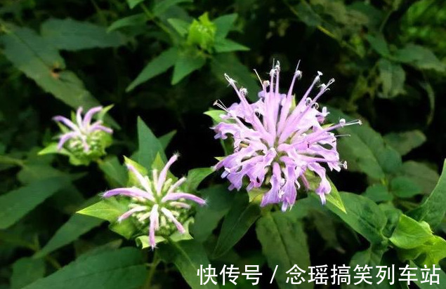 薄荷不仅可以食用观叶,这种薄荷清热解毒,还能一团团的开花