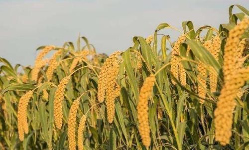 碳水化合物|小米为“粮食之首”,但营养师却说:跟3食物搭配,营养价值翻倍