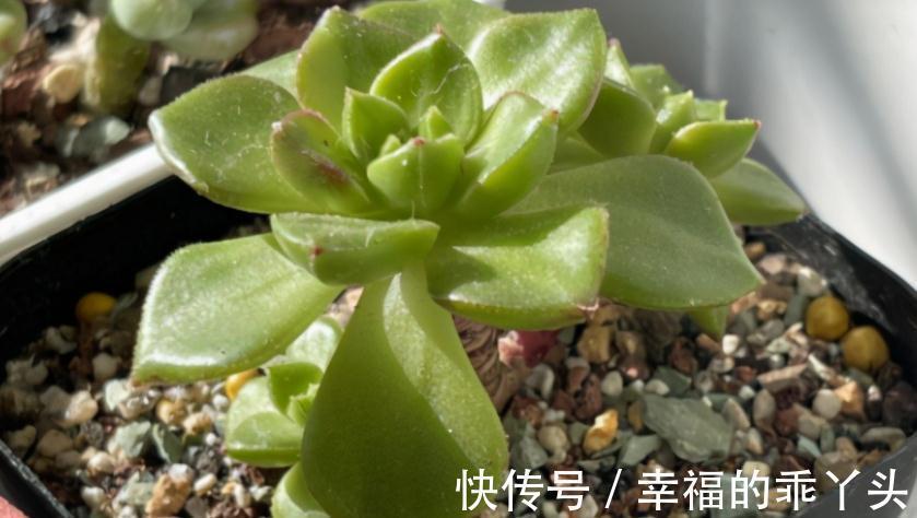 多肉|别人养的多肉蒂亚叶子红彤彤,甭眼红,满足5点一样