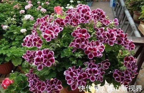 植株|园艺师教你!夏天养花“学1招”,养20天有惊喜,新枝多、开花多