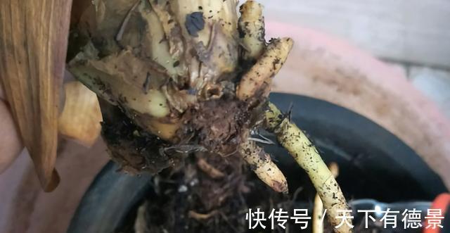 根系|君子兰出现烂根,不要太着急,3种情况分别处理,根系重新长出来
