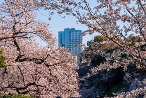 结不了果子的吉野樱，如何在日本花开繁茂？