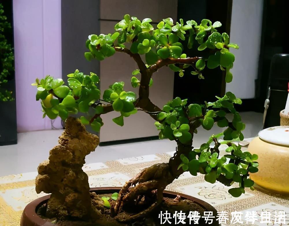 家里养棵树,经常修剪长势好,养成老桩盆景,价格翻几番