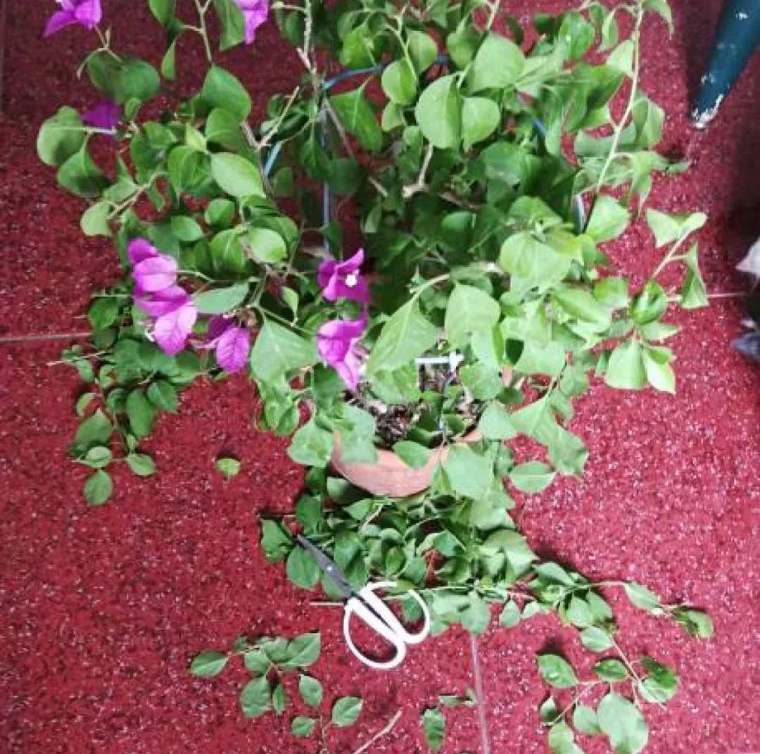 叶子|20种花,天凉了赶紧剪,来年开花有多又艳!
