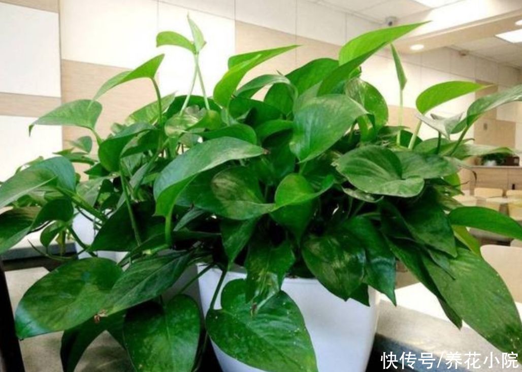 漂亮|养不好花，先养3种漂亮植物，见土就活，美观大方