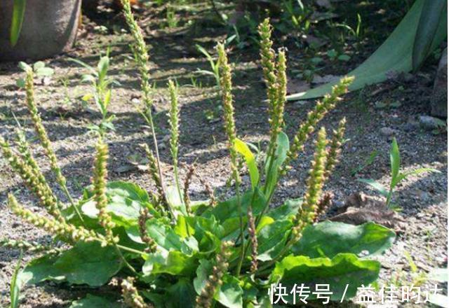 野草|农村1“车前草”，农民认定是害草，见到就拔，却不知比大米珍贵