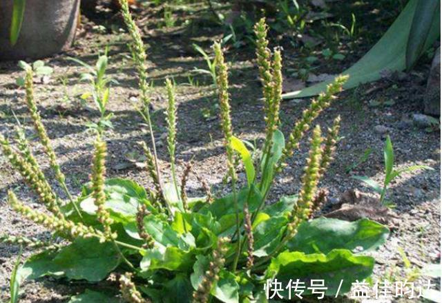 野草|农村1“车前草”,农民认定是害草,见到就拔,却不知比大米珍贵