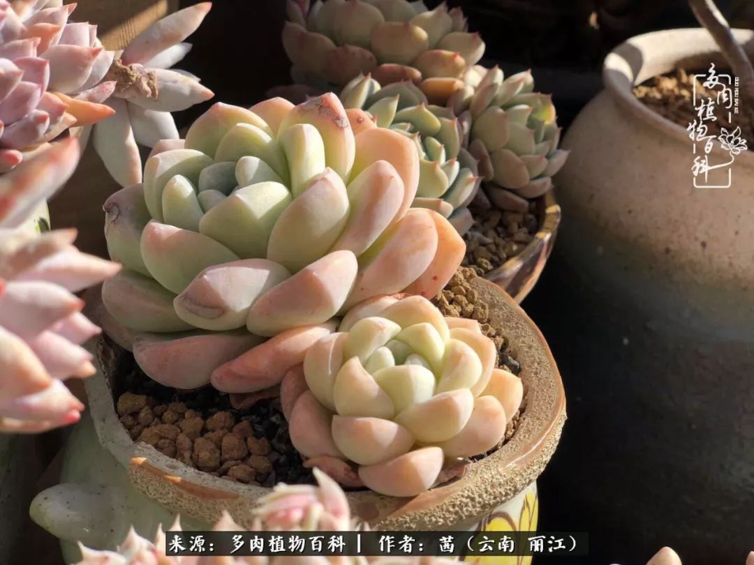 一年四季不同景,一院多肉陪我后半生!