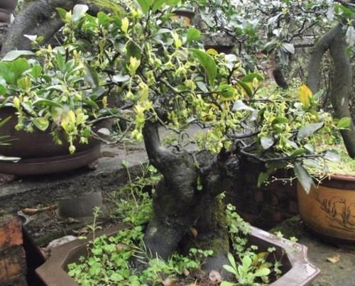 值钱又“镇宅”的2种树,适合养阳台上,摆放3年,比雀梅有价值