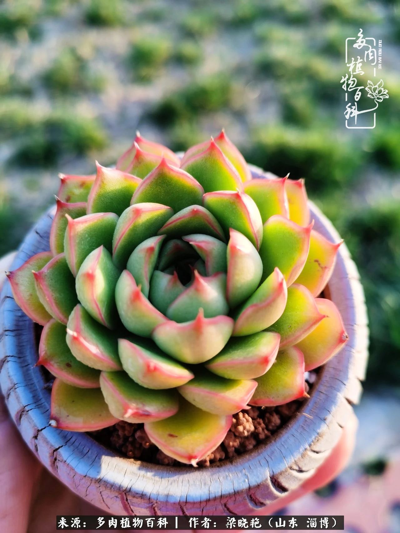 多肉植物|暑往秋来，夏天成了故事，迎来多肉最美的季节！
