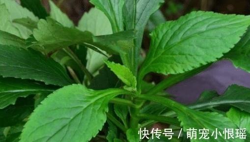 这种苦菜，闻起来像臭脚味，吃起来美味，常用来煮肉，别不识货