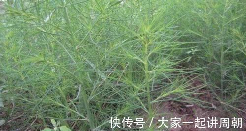 农村|又到了去农村挖野菜的季节，冀南这些常见野菜，你喜欢哪个？