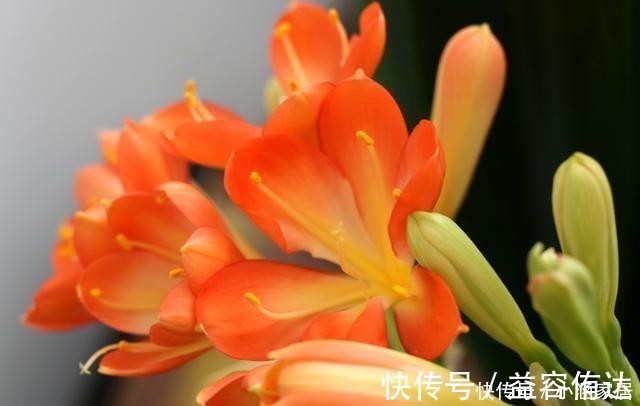 钾肥|君子兰为什么会夹箭，君子兰夹箭了怎么办，别慌，我来告诉你！