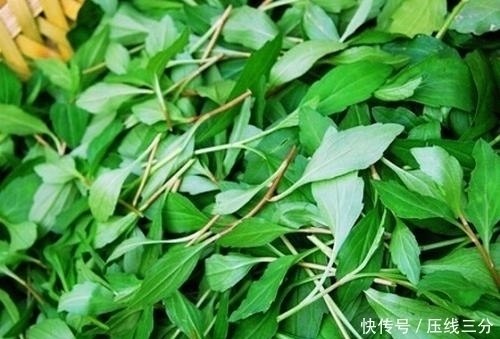 心脑血管|农村地头一种野菜，可降三高，每天吃一点，癌细胞远离你！