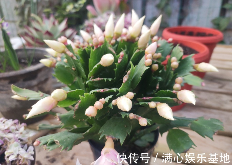 害怕蟹爪兰夏季打蔫,告诉你几个关键操作,让它叶片油绿硬挺