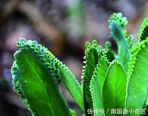 这些神奇的花,掐个叶片就发芽,眨眼就是一大盆,开花特漂亮