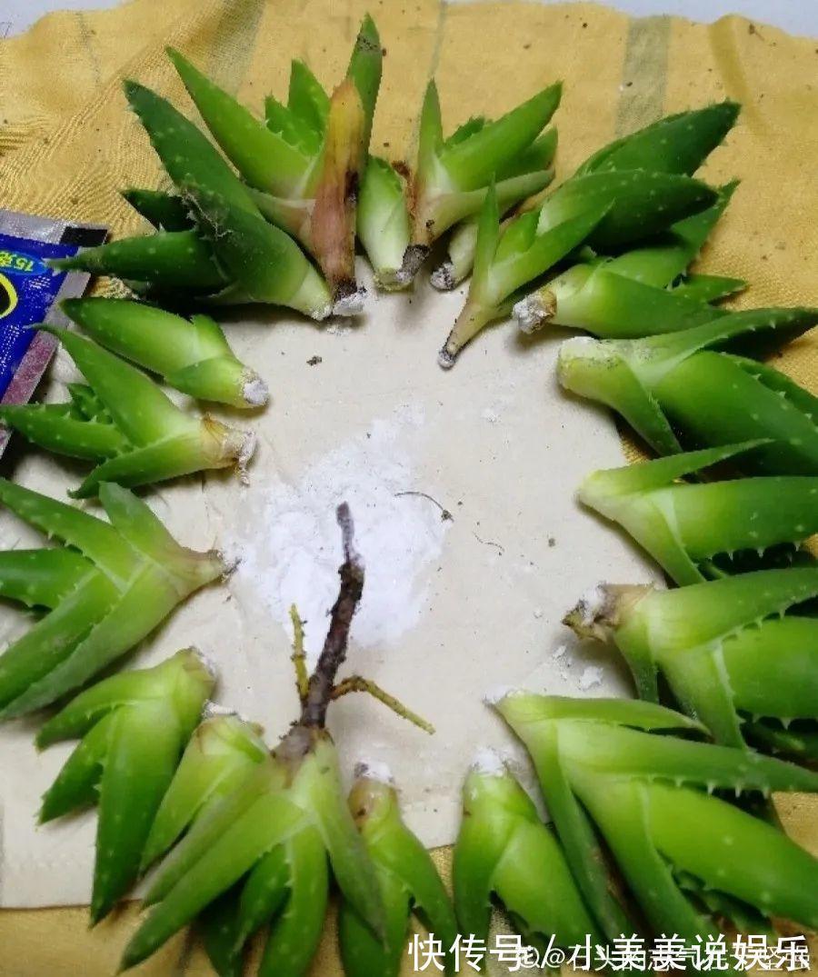 给这花换盆，土里扒出30个崽，根本不用扦插！