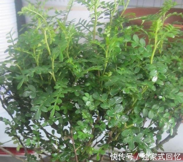 在厕所,养上这“3种”植物,蚊子、臭味越来越少,身体更棒了!