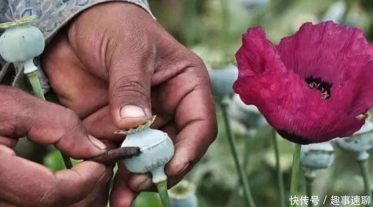 售价|鸦片的售价昂贵，为何清末成大众消费品，连老百姓都能随意吸食？