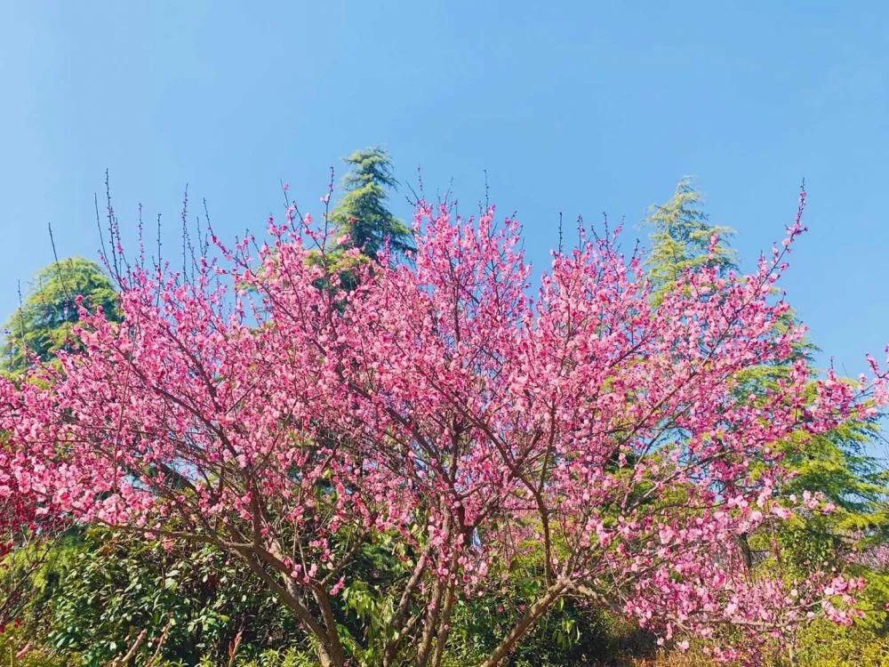 老年|春暖花开!阜城第一波春色来啦~