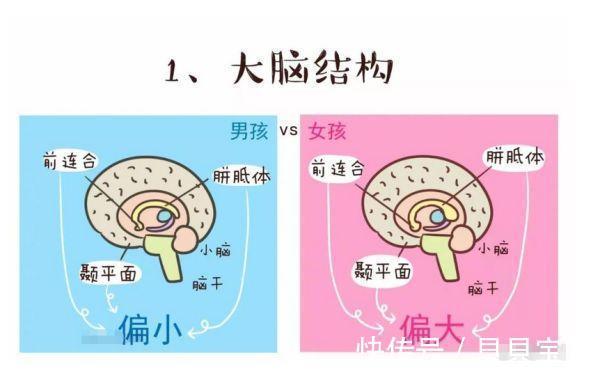 男孩|大脑结构决定孩子开窍早晚,父母要抓住关键期,帮助孩子健康成长