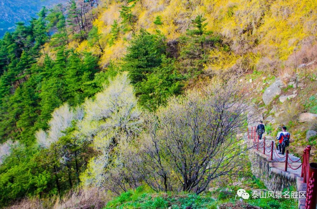 春红|林花谢了春红，醉染流年