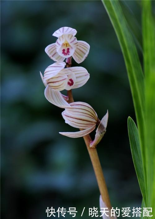 兰花品种|国兰的品种有很多,这6个最为名贵,喜欢兰花的你一定要知道