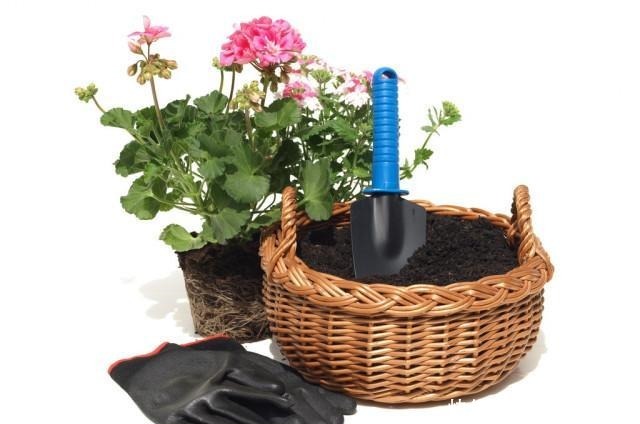 她家只养一种花,一年四季有花赏,原因是做好了四件事!