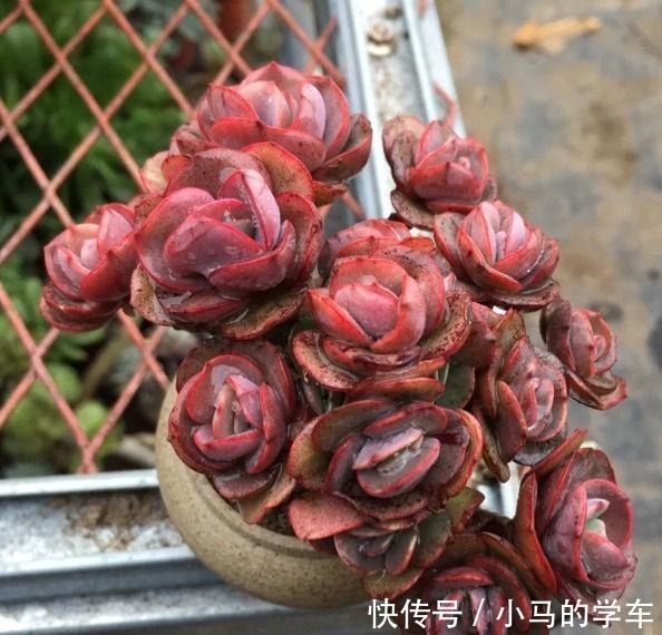 容易爆仔的秀妍，要知道，秀妍可不是爆仔那么简单，出状态更美！