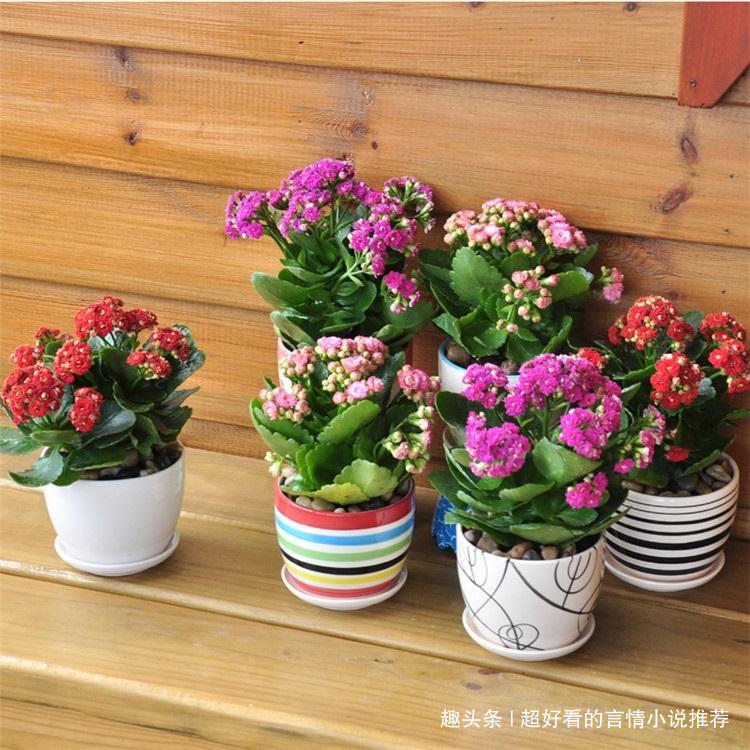 少养2盆绿萝，此花也要多养2盆，花开180天，净化空气是绿萝5倍！