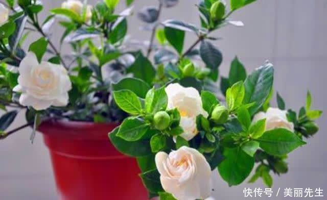 花芽|为什么栀子花总是养不好?老花匠找到了原因,不让问题发生是关键