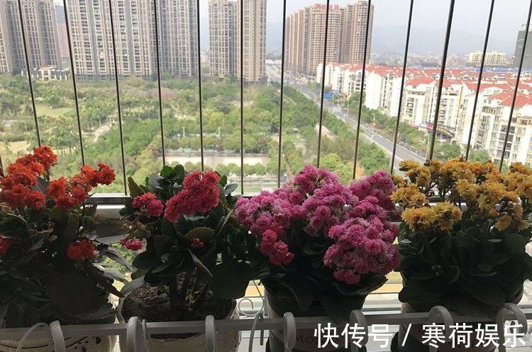 木本花卉|此木本花卉,花色多变化,多季开花,漂亮又好养,是盆栽佳品