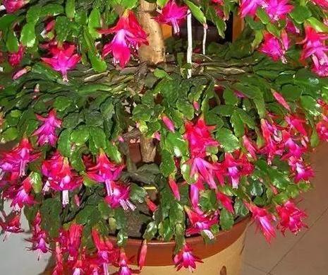 圣诞仙人掌|嫁接、盆栽蟹爪兰该注意什么2步管理到位,茎叶嗖嗖花开不停