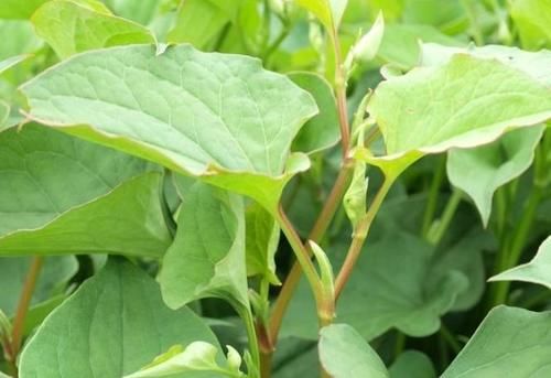 补充营养|每天可以多吃三种食物,补充营养、滋润肌肤,好处多多!