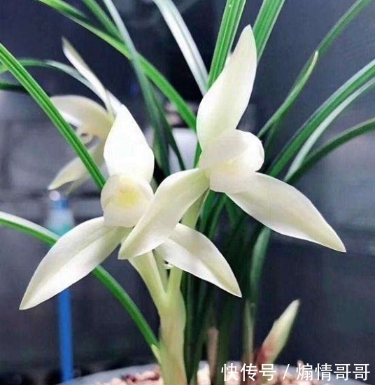 它在兰花界火了30年,温润如玉,品种高贵,随便一开就价值千金