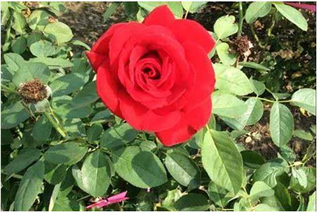 喜欢菊花,不如养盆“精品玫瑰”香格里拉,似晚霞映水,娇艳迷人