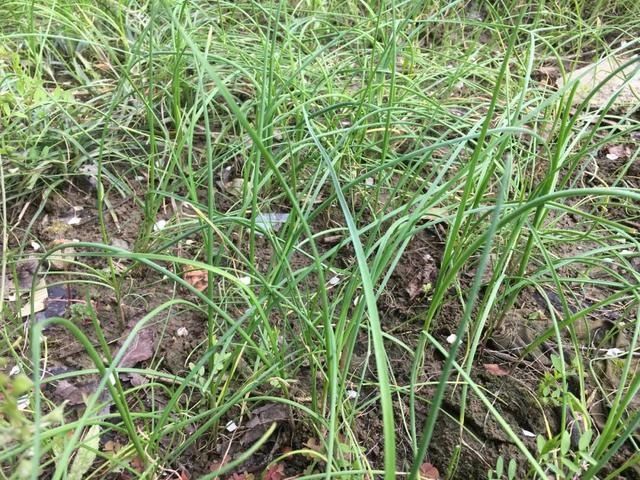 野葱！野葱！春天吃个野葱饼不香吗？