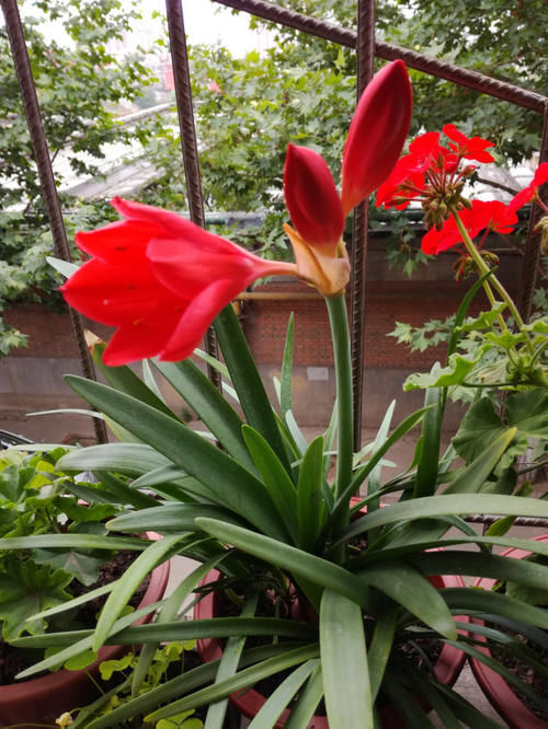 此“花”寒冬季节可赏,花期长达60天,从冬到春,开花不停