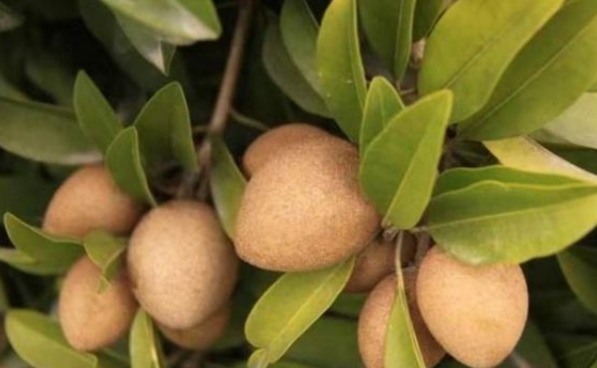 收获|人心果健胃消食、清肺润肺,掌握四个小技巧,轻松收获高产人心果