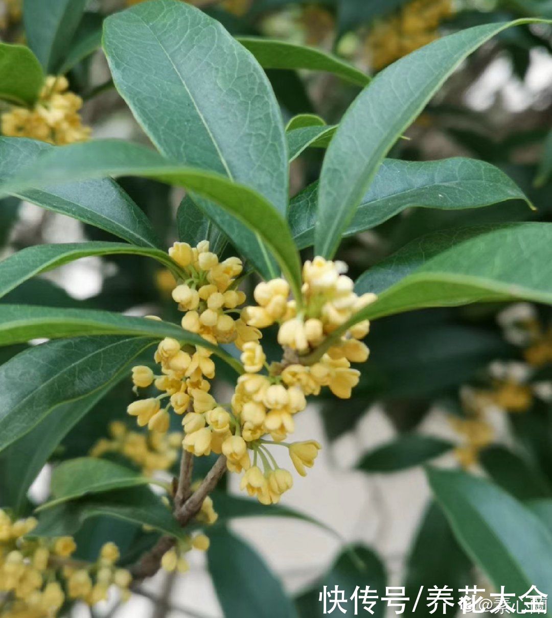 修剪|8月后，6种花别修剪，小心以后不开花