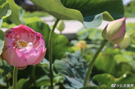 夏日|北京夏日你最想和谁一起赏荷