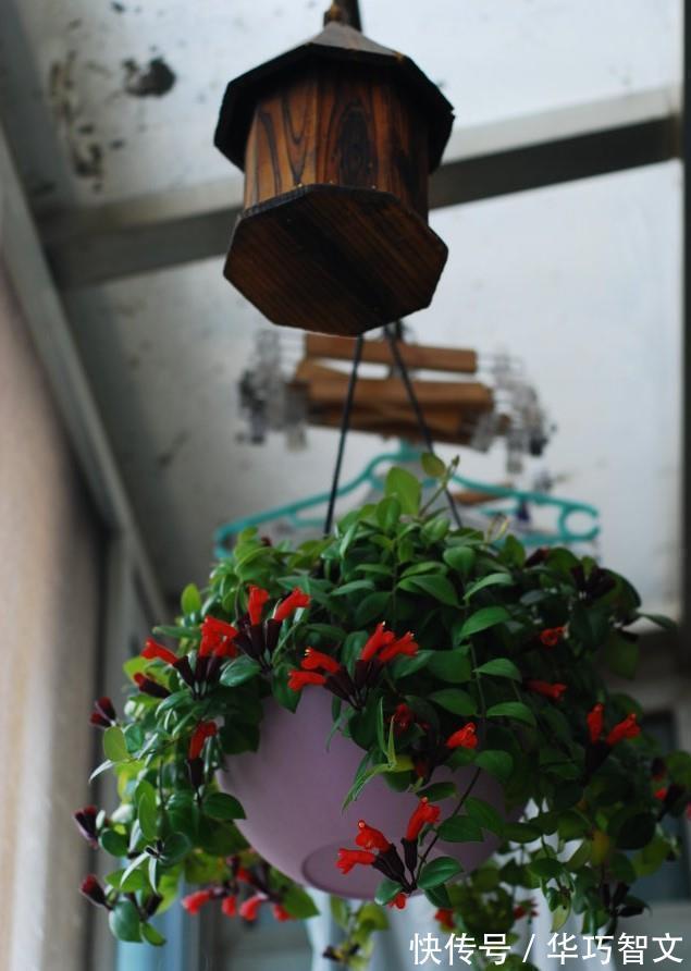 别养绿萝吊兰了，此盆栽植物更值得拥有，花叶俱美，室内也能养