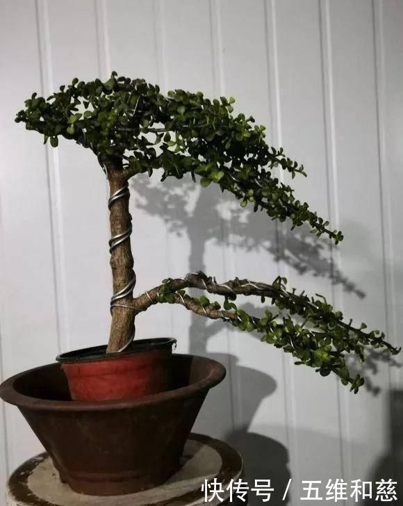 想要把金枝玉叶养成漂亮的盆景,这么做就对了
