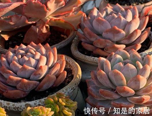 养多肉有妙招,叶子不发黄不烂根得此样做