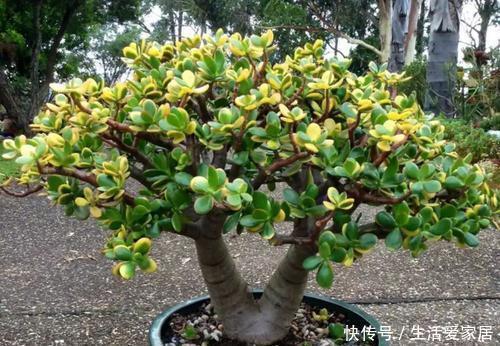 4种懒人树,浇水懒一些,种在小盆里,呼呼长不停,是盆栽佳品!