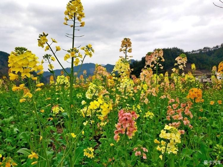 平阳怀溪七彩油菜