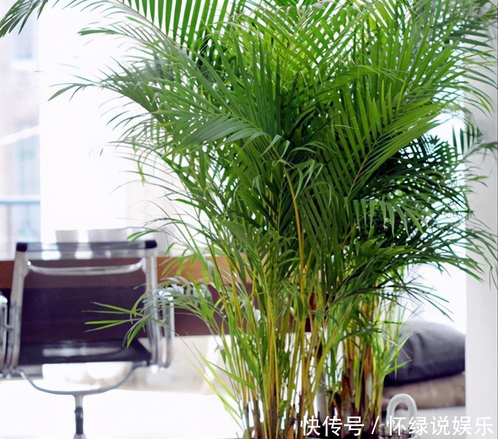 试试|散尾葵是什么神仙绿植,教你几招,养的枝繁叶茂,快来试试