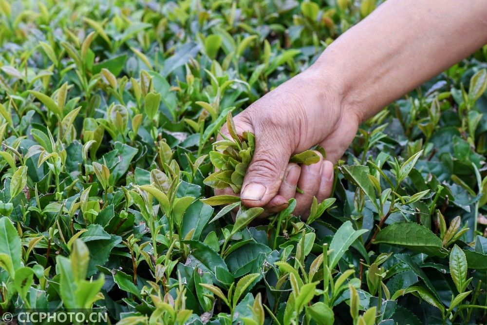 茶农|湖北保康：秋茶采摘忙