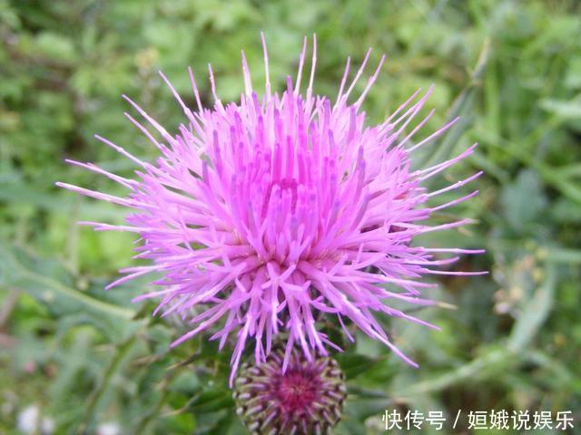 泡水|农村遍地都是的一种草,居然是一种“药材”,泡水喝还可以降血压